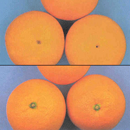 ̹
