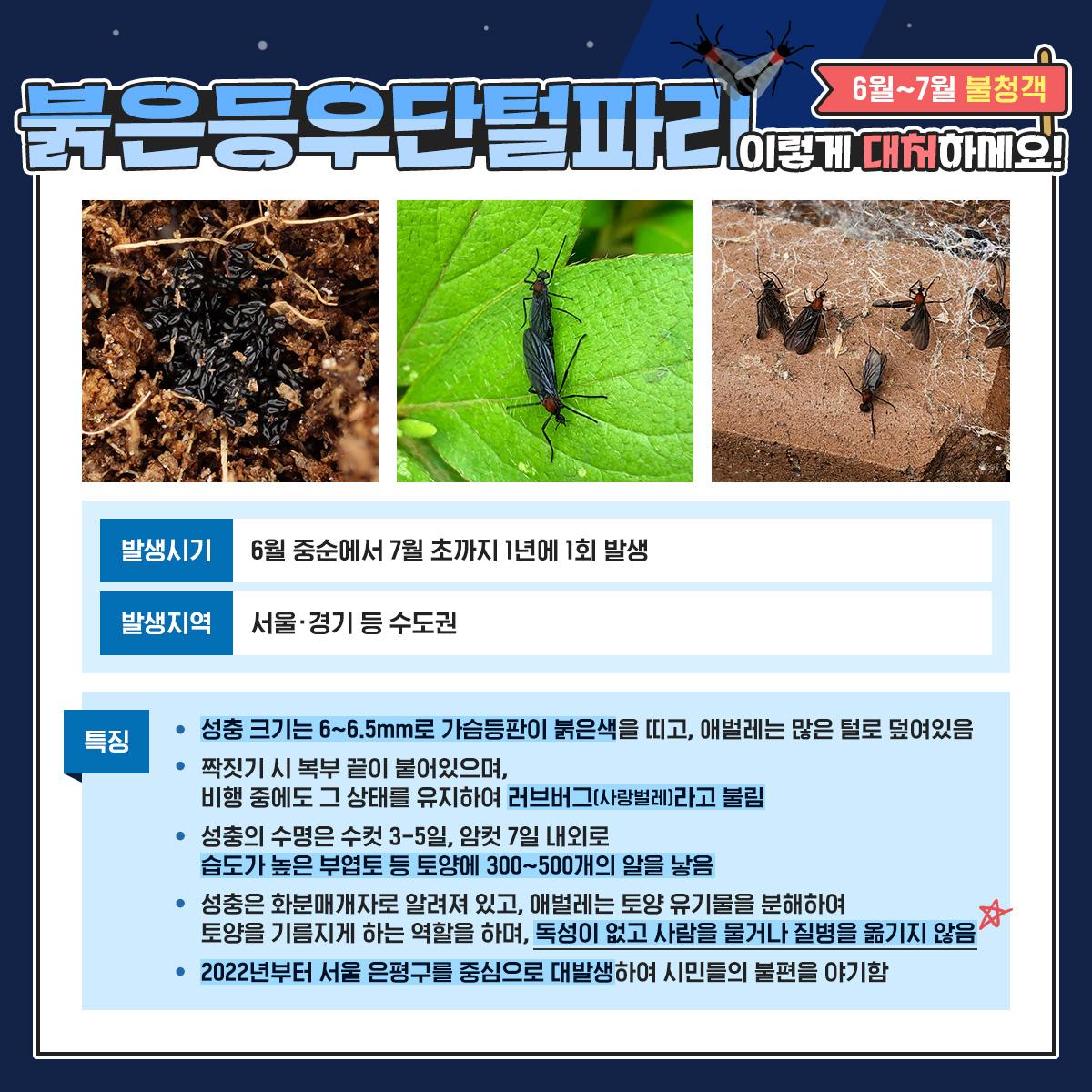 붉은등우단털파리(일명 러브버그) 이렇게 대처하세요!