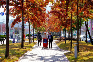 안동 도시숲 조성 이미지2