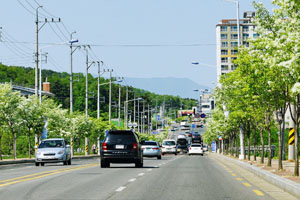 가로수 이미지1