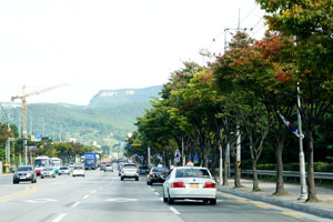 가로수 이미지2