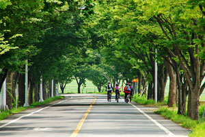 가로수 이미지3