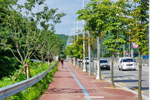 가로수 이미지4