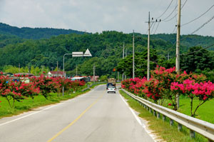 가로수 이미지5