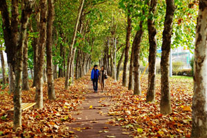 가로수 이미지6