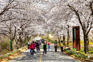 가로수 이미지7