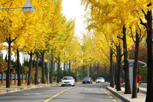 가로수 이미지8