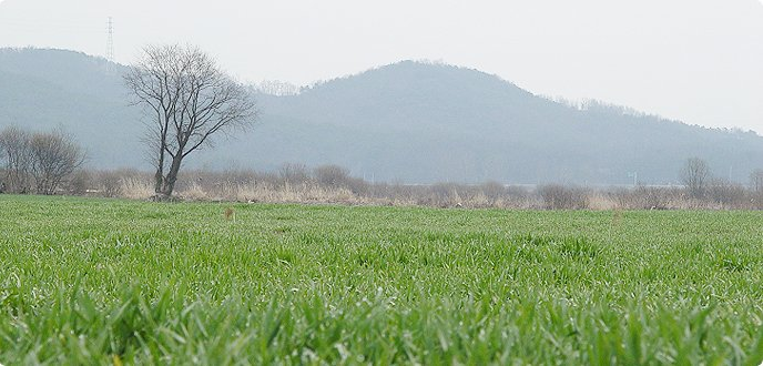 금오산찰쌀보리마을 이미지