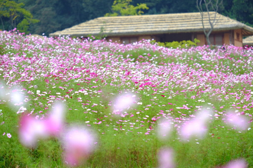 2021年秋季全景（大波斯菊花园景观） 첨부 이미지
