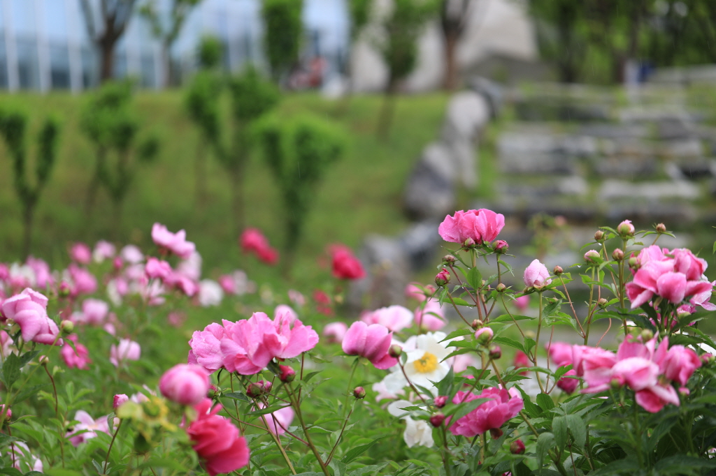 崇慕园的芍药花 첨부 이미지