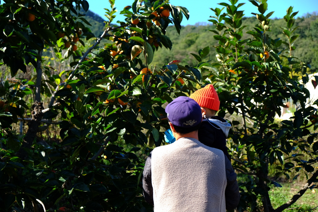 Memory Trip with President Park (Persimmon Picking Experience) 첨부 이미지