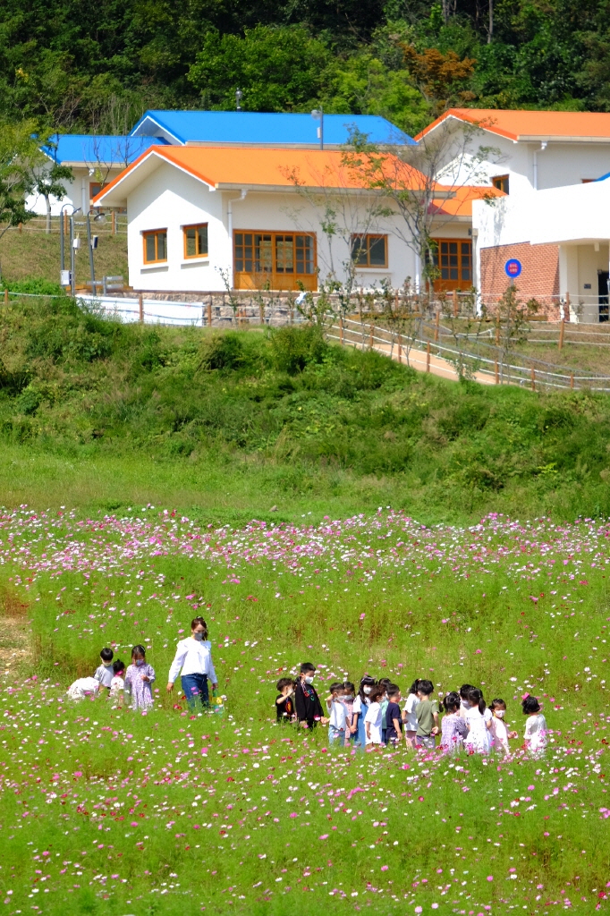 2021 Autumn Landscape (Cosmos Flower Field) 첨부 이미지