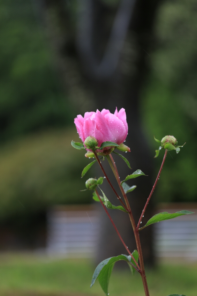Peony Flowers in Sungmo Hill 첨부 이미지