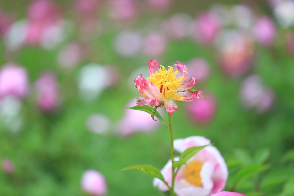Peony Flowers in Sungmo Hill 첨부 이미지