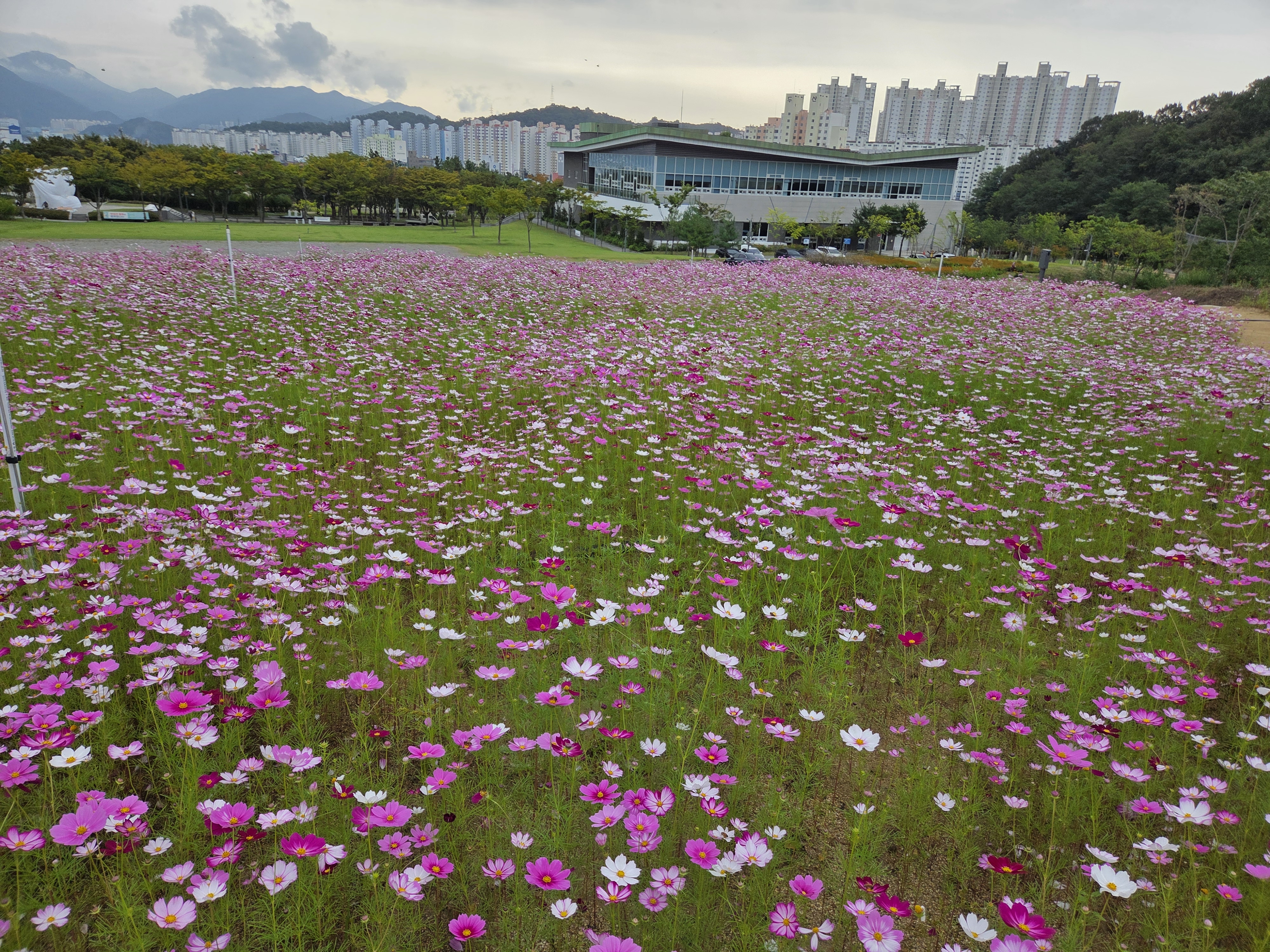 Cosmos in the Romantic Garden 첨부 이미지