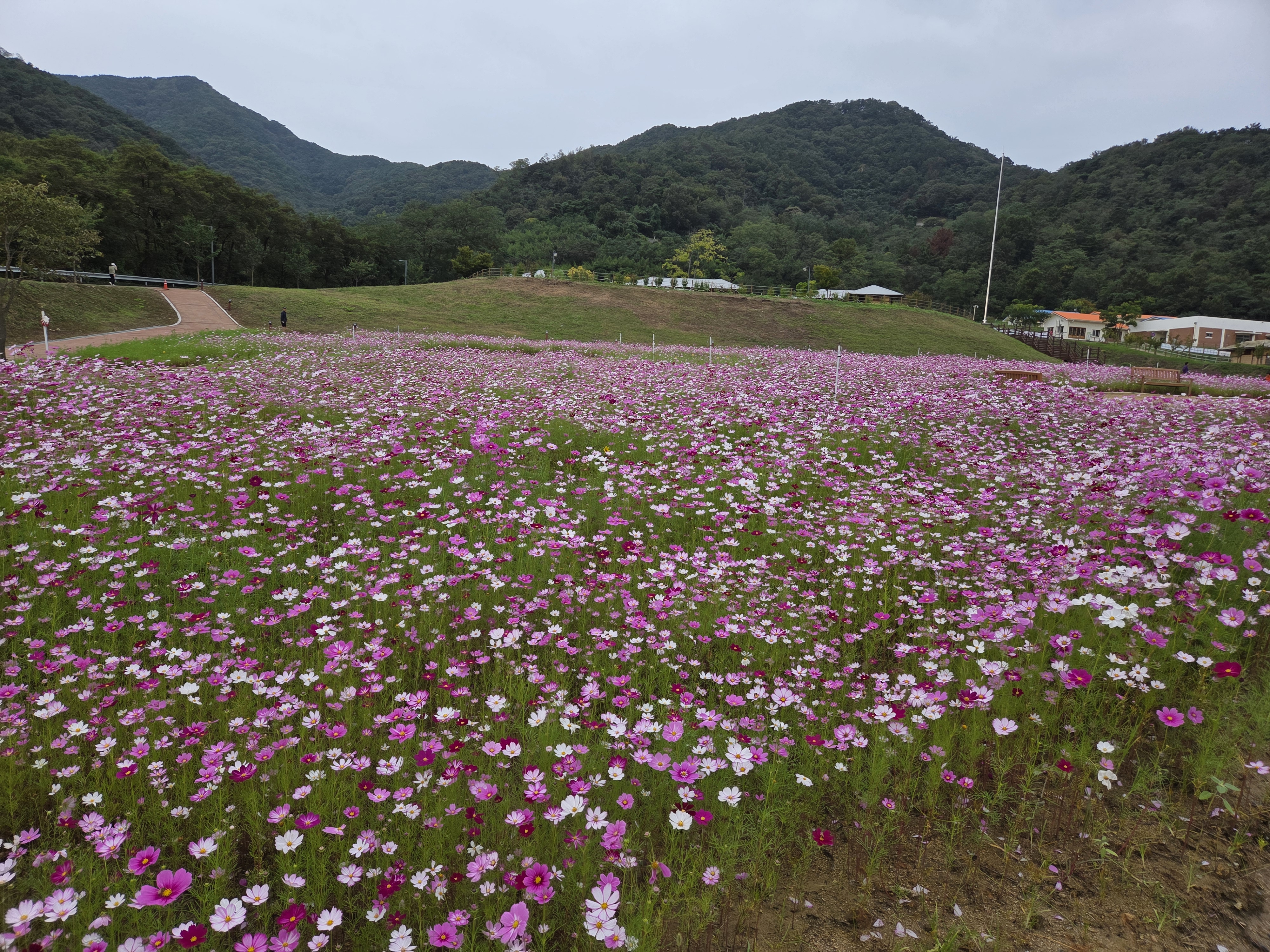 Cosmos in the Romantic Garden 첨부 이미지