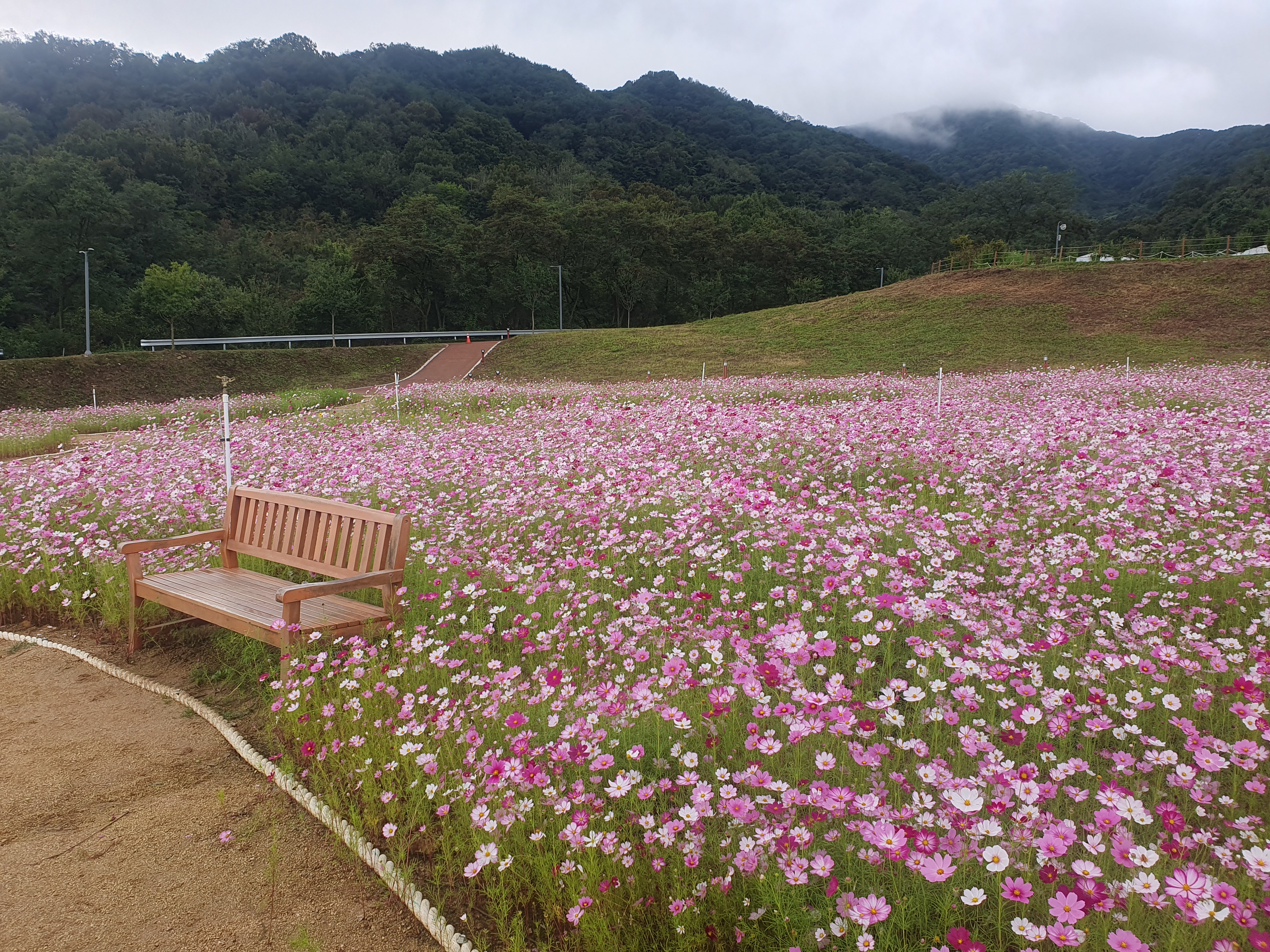 Cosmos in the Romantic Garden 첨부 이미지