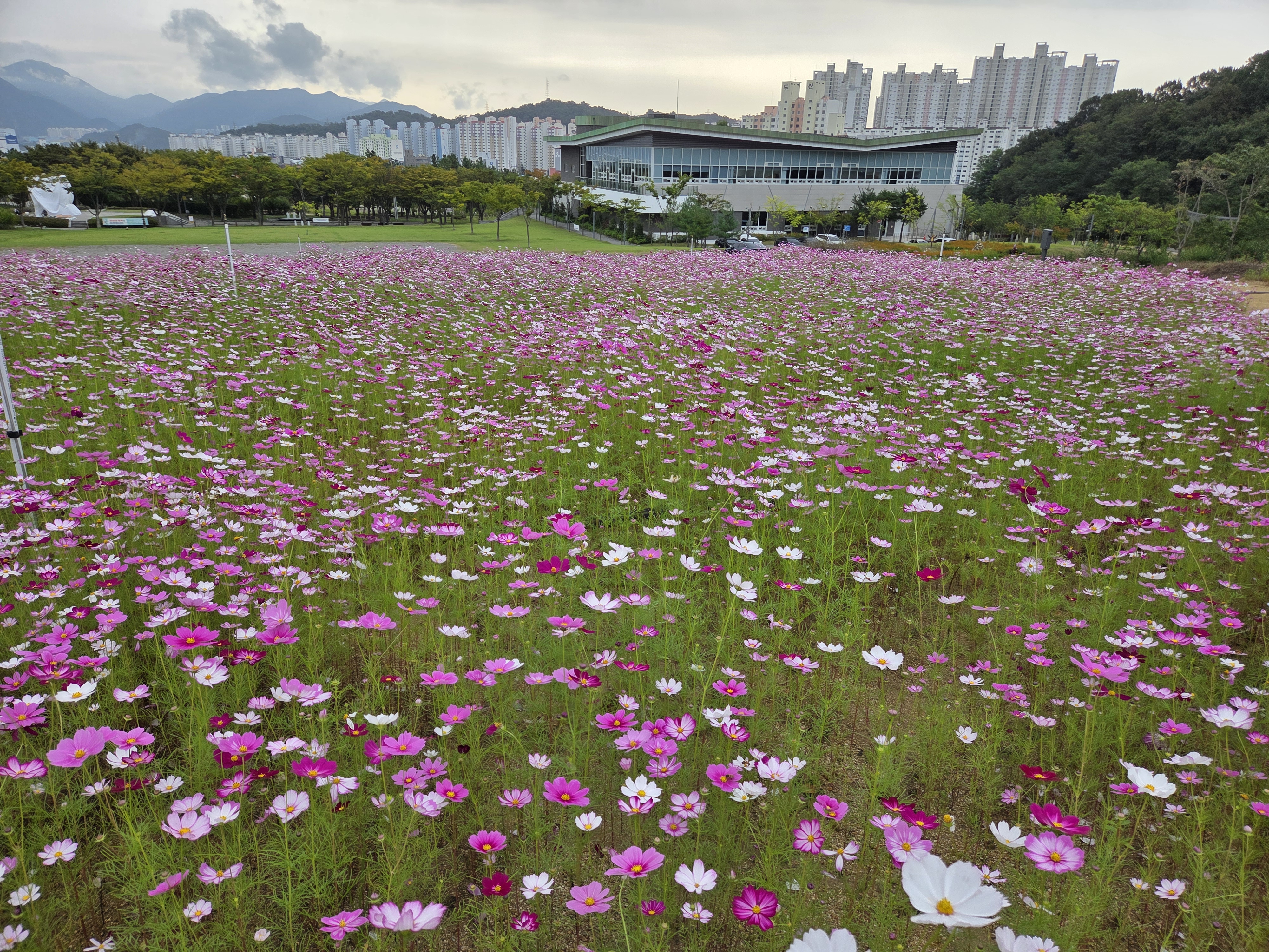 Cosmos in the Romantic Garden 첨부 이미지