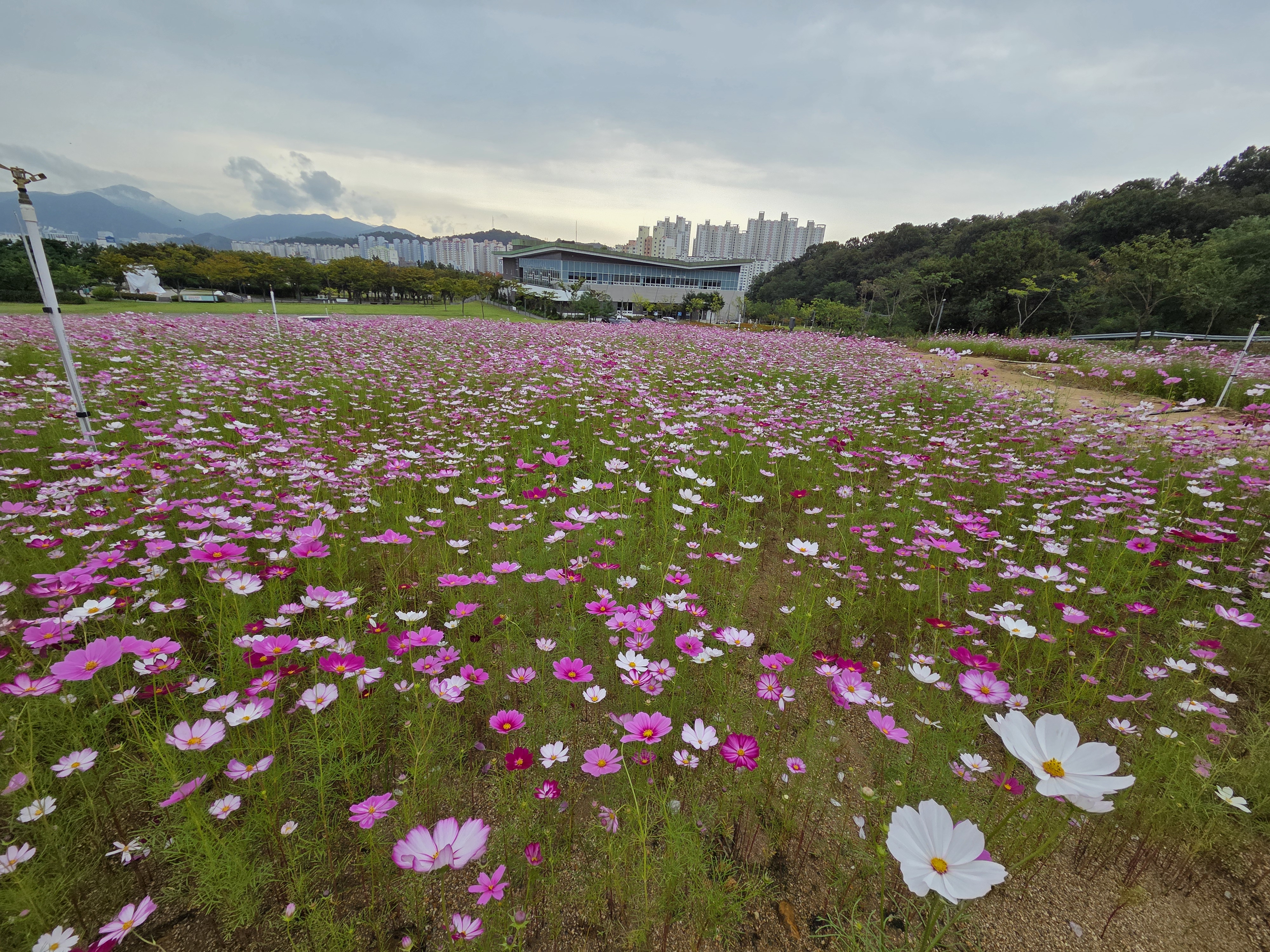 Cosmos in the Romantic Garden 첨부 이미지