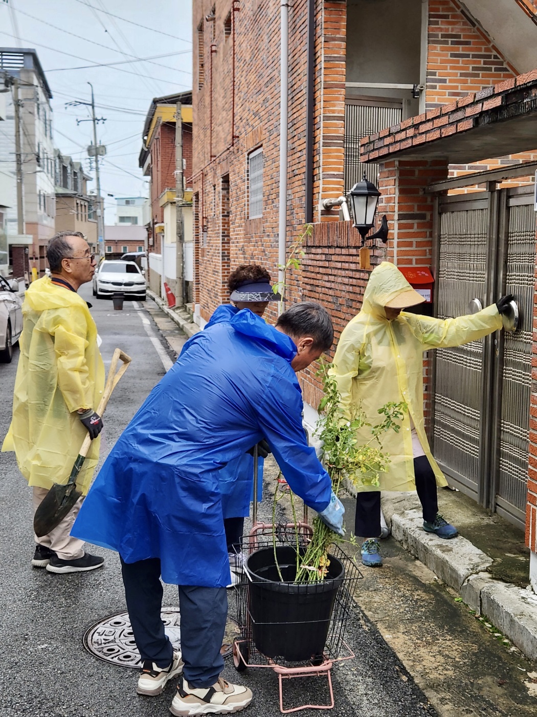 [선주원남동] 금리단길 장미정원조성 장미 식재 현장스케치 첨부 이미지