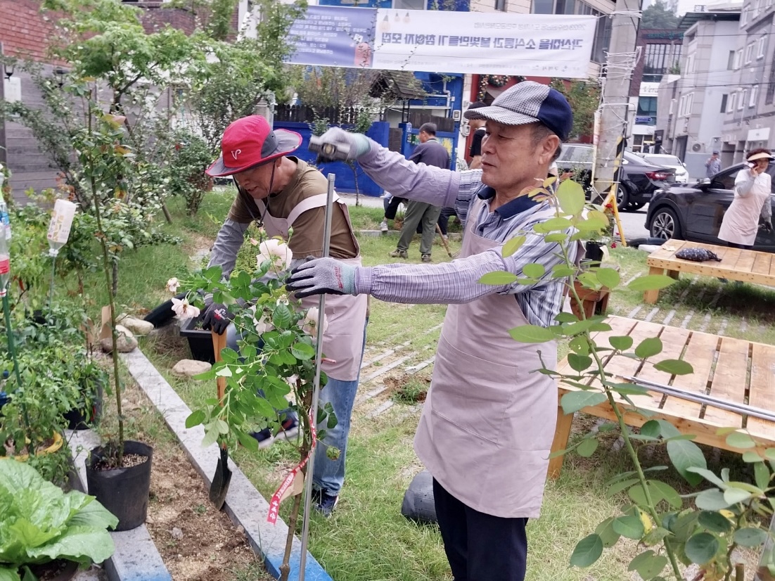 [선주원남동] 금리단길 장미정원조성 장미 식재 현장스케치 첨부 이미지