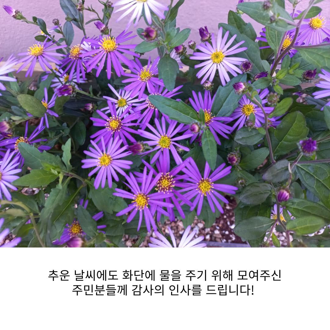 <원평동 주민제안공모사업> 여유와 공간길- 꽃길조성사업 첨부 이미지